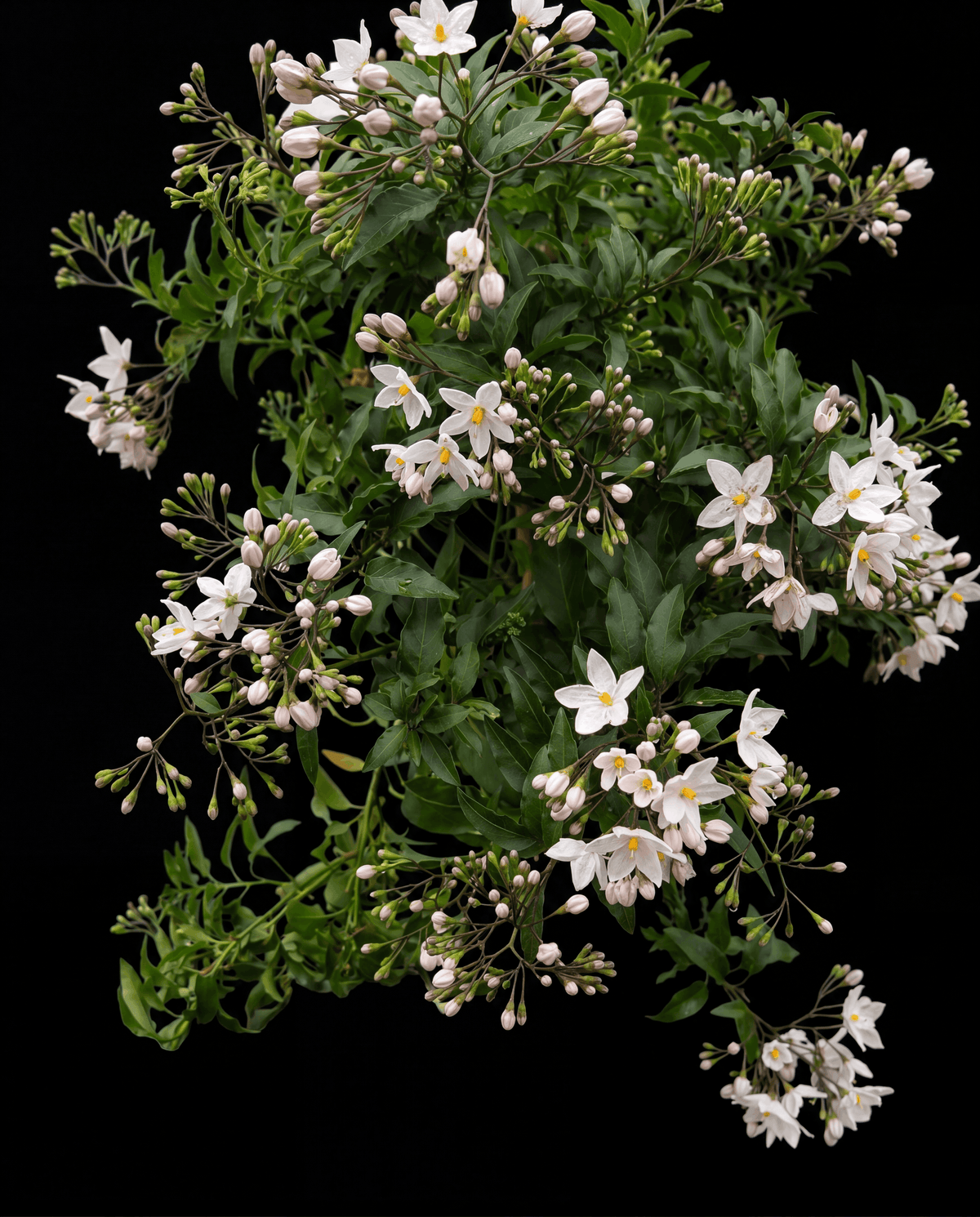 Parfum Signature Fleur de Jasmin