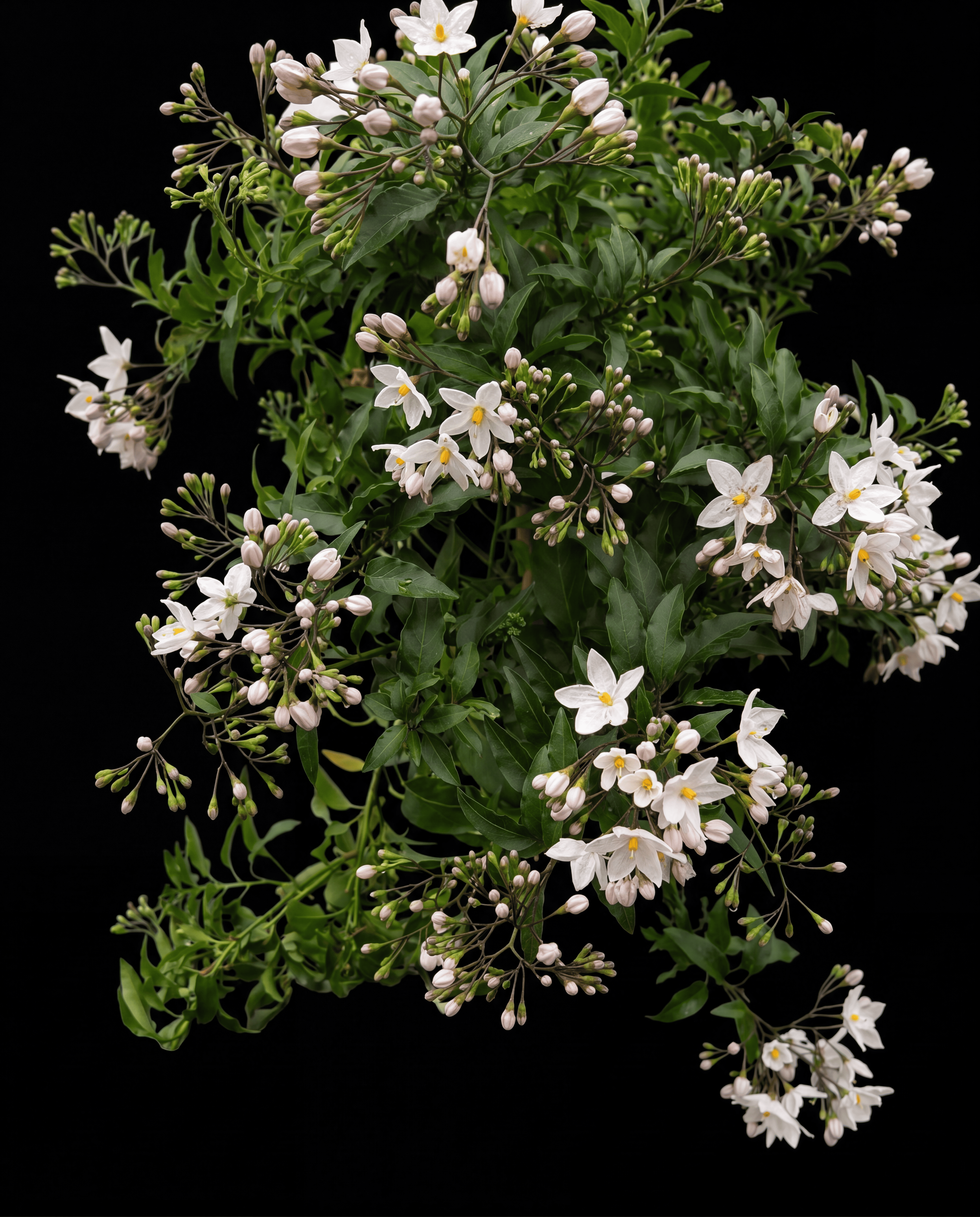 Jasmin Blossom Signature Scent